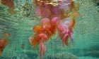 Resorts on Spain’s Costa Brava struggle with invasion of jellyfish as seas warm