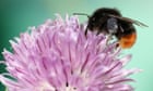 UK bumblebee numbers fell to lowest on record in 2024, shows data