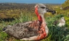 ‘They started nibbling at its head’: the bold plan to rid an island of albatross-eating mice