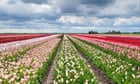‘I cycled through flower fields stretching as far as the eye can see’: readers’ favourite European spring breaks