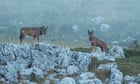 In the hills of Italy, wolves returned from the brink. Then the poisonings began
