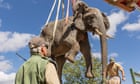 Charity faces legal action after relocated elephants in Malawi allegedly kill 10 people