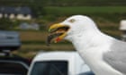 Octopus? Ice cream? Is there anything gulls don’t eat? – in pictures