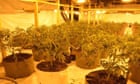 Eight jailed after posing as electricians to divert power to UK cannabis farms