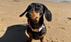 Valerie the dachshund is found safe and well after 529 days on the run on South Australian island