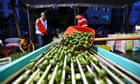 ‘Fruit of the devil’: Hainan’s betel nut sellers suffer from stuttering economy