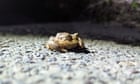 Toads risk their lives crossing a Somerset road to mate. This year, a patrol rescued thousands