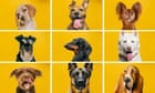 Who’s a clever boy: the average dog has a mental age of about two. But what are they really thinking?