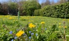 RHS develops ‘robust lawn’ that works for people, pollinators and pets