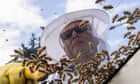Scientists target queen bees in search of secret to longer life