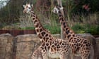 Chester zoo unveils £28m ‘Africa’ facility – complete with chilly giraffes