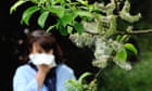 Pollen peril: how heat, thunder and smog are creating deadly hay fever seasons
