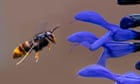 ‘Unprecedented’ sightings of Asian hornets raise fears for UK bees