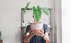 ‘The leaves fall off – but I think that’s normal’: the houseplants you just can’t kill
