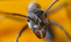 Two teens and 5,000 ants: how a smuggling bust shed new light on a booming trade