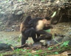 Video suggests capuchin monkeys ‘kidnap’ baby howler monkeys, scientists say