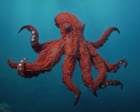 Octopus! review – Phoebe Waller-Bridge’s ocean documentary is a total waste of her talents