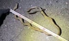 Snake on a train line: Japan’s busiest bullet train route brought to a halt