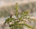 Bringing back the birds: the ‘ghost woodlands’ transforming England’s barren sheep fells