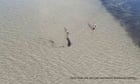 ‘My heart’s pounding’: Australians wade into ocean to save great white shark stranded in shallow water