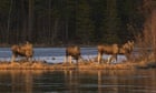 Sweden’s Great Moose Migration live stream ends after 478 hours’ viewing
