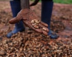 EU’s ‘chocolate crisis’ worsened by climate breakdown, researchers warn