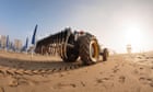 Sand groomers v turtles: how wildlife is falling foul of the demand for Insta-perfect beaches