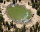 Dead elephants and feral sea lions: how poisonous algal blooms harm the planet
