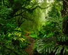 ‘Half the tree of life’: ecologists’ horror as nature reserves are emptied of insects