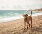 ‘The hotel had a dog spa’: readers’ favourite dog-friendly holidays