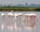 Risotto rice under threat from flamingoes in north-eastern Italy