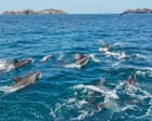 Could giving this pod of dolphins the same legal rights as humans help keep them safe?