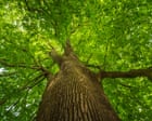 The Beatles to Virginia Woolf: UK tree of the year shortlist is rooted in culture