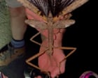 Supersized stick insect discovered in high-altitude trees in Australia
