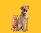 Owning dog or cat could preserve some brain functions as we age, study says