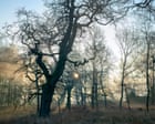 Why are some of Britain’s ancient woodlands failing to regenerate?