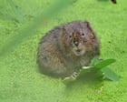 Natural England hails recovery of 150 struggling species