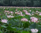 Joy and relief as lotus flowers bloom again in Kashmiri lake after three decades