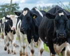 Dairy farmers say worker shortage is threatening UK food security