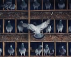 Drugs, smuggling and abductions: inside the fast and furious world of pigeon racing in Taiwan