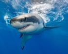 Toothless sharks? Ocean acidification could erode predator’s vital weapon, study finds