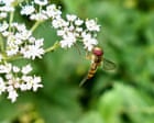 Gardeners urged to collaborate to help moths and hover flies thrive in cities