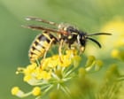 UK wasp numbers soar after unusually warm and dry spring