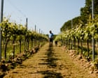 ‘We cannot do it the way our fathers did’: farmers across Europe struggle to adapt to the climate crisis