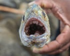 Buoyant, the size of a lentil and almost impossible to recover: how nurdles are polluting the oceans
