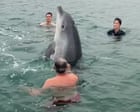 Public warned to keep away from injured dolphin filmed with Dorset swimmers