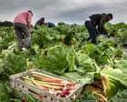 Post-Brexit licences for exporting food to EU cost UK firms up to £65m last year