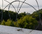 ‘Landmines have become the greatest protectors’: how wildlife is thriving in the Korean DMZ