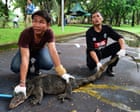 ‘You’re going about your day and suddenly see a little Godzilla’: Bangkok reckons with a giant lizard boom