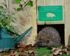 Hedgehog highways could become requirement for new buildings